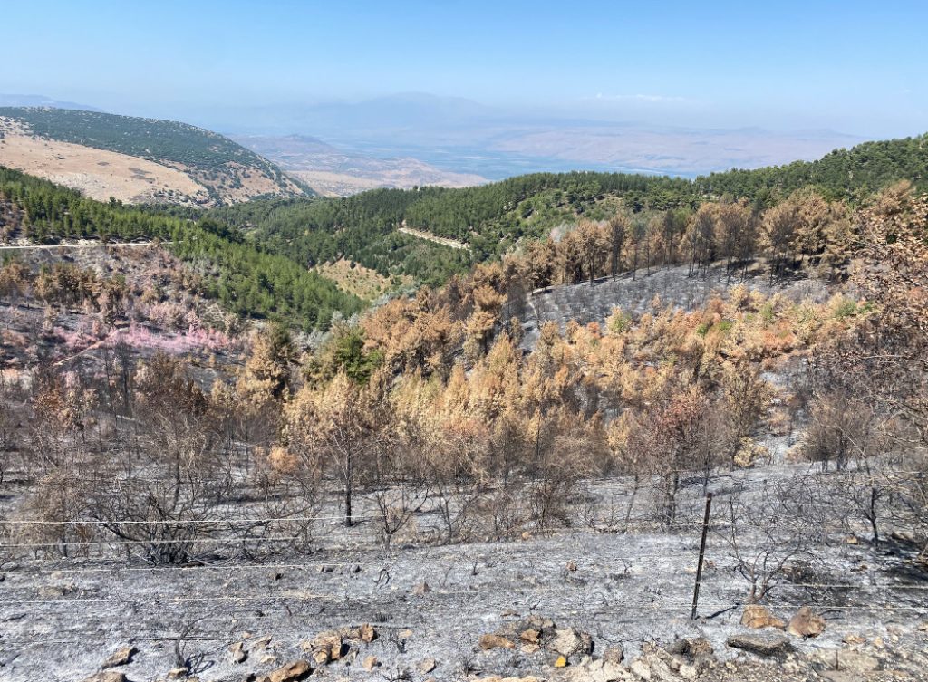 Burned area northern Israel